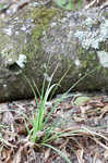 Baltzell's sedge